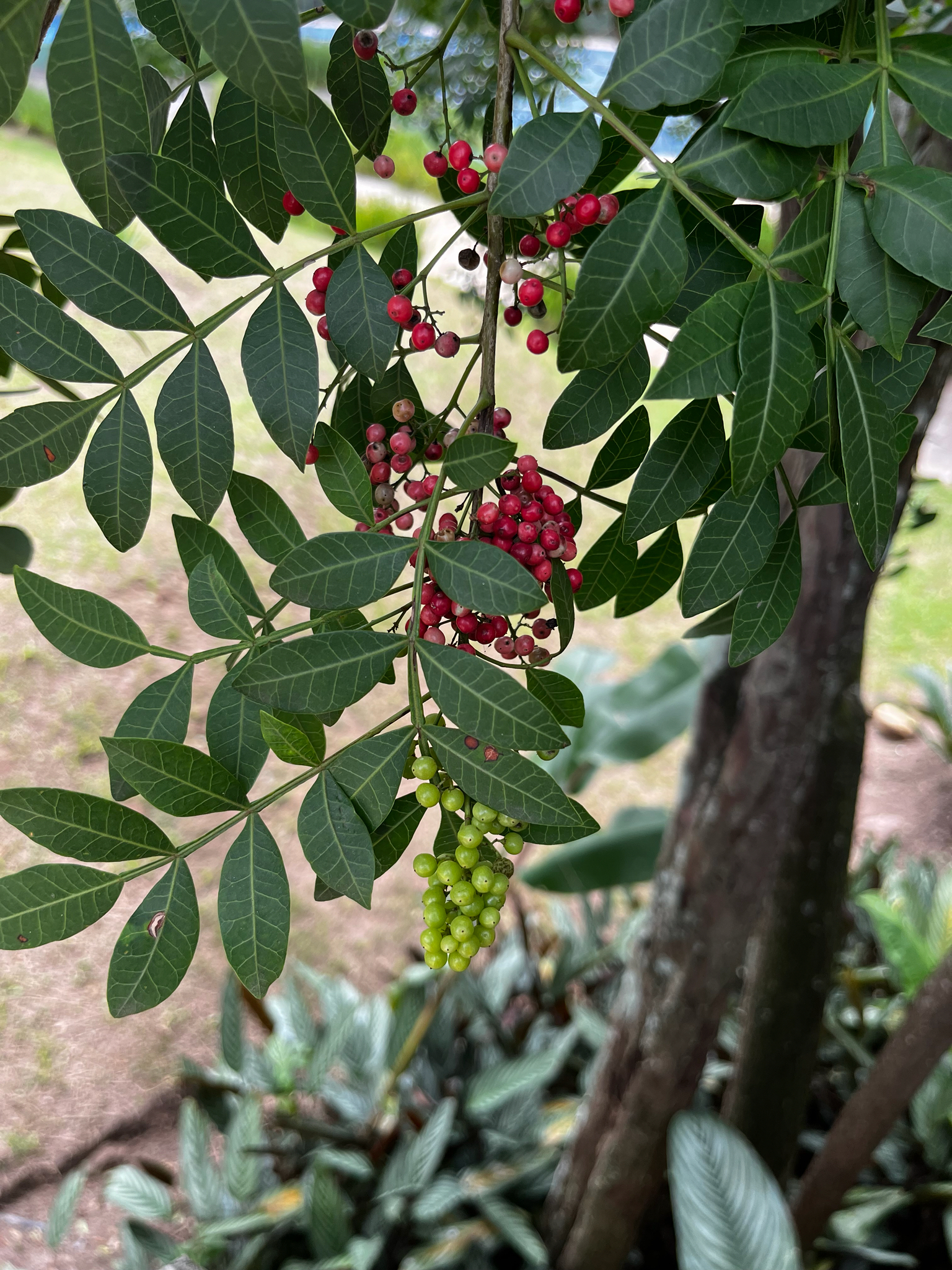 Schinus terebinthifolia