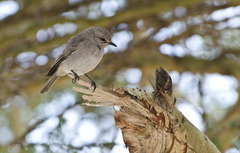 Bradornis microrhynchus