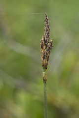 Carex rariflora