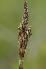 Carex rariflora