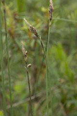 Carex rariflora