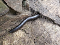 Archispirostreptus gigas