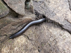 Archispirostreptus gigas