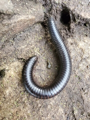 Archispirostreptus gigas