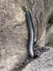 Archispirostreptus gigas