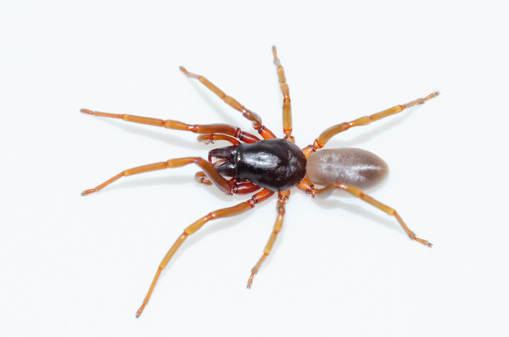 Dysdera pyrenaica