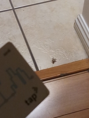 Gryllodes sigillatus