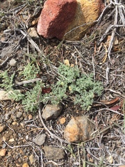 Lomatium mohavense
