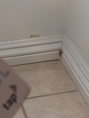 Gryllodes sigillatus