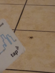 Gryllodes sigillatus