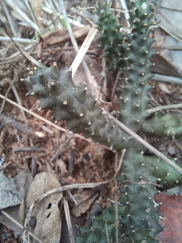Ceropegia polita