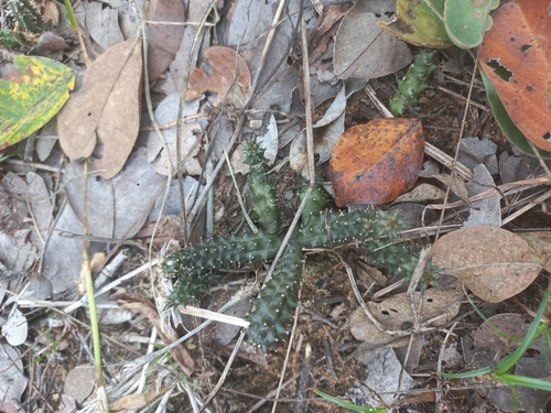 Ceropegia polita