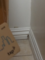 Gryllodes sigillatus