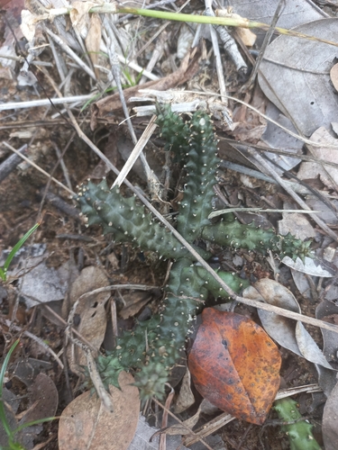 Ceropegia polita