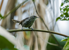 Thrush-Like Wren photo 3