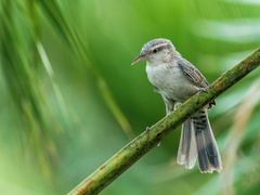 Thrush-Like Wren photo 1