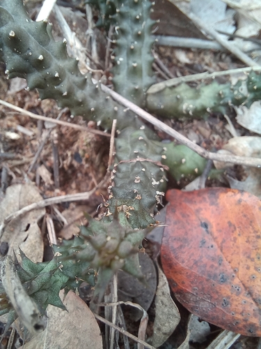 Ceropegia polita