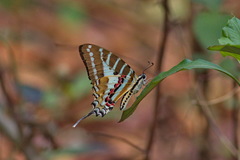 Graphium nomius