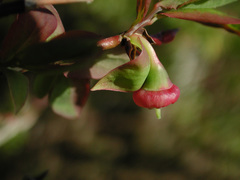 Vaccinium alaskaense