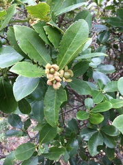 Ternstroemia