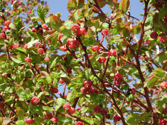 Vaccinium alaskaense