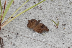 Chiomara basigutta
