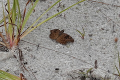 Chiomara basigutta