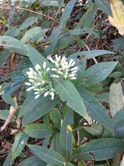 Chromolaena glaberrima