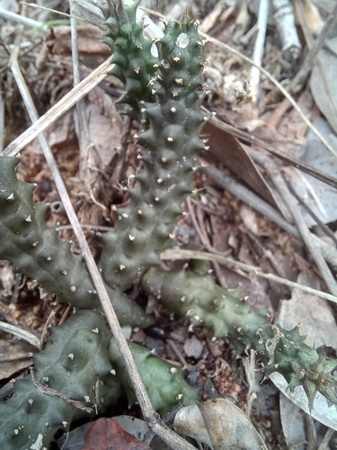 Ceropegia polita