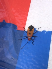 Dysdercus cingulatus