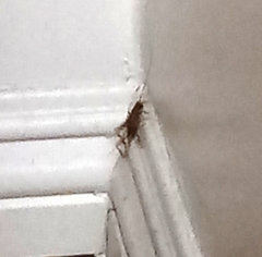 Gryllodes sigillatus