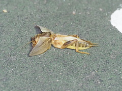 Neoscapteriscus vicinus