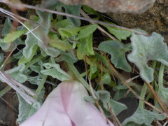 Calystegia collina