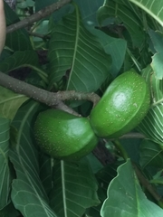 Tabernaemontana tomentosa