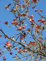 Cornus florida rubra