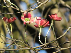 Cornus florida rubra