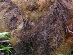 Odonthalia floccosa