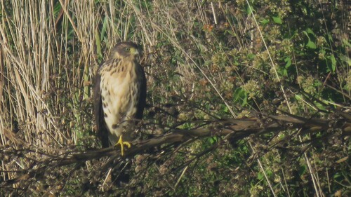 Bicolored Hawk (Astur bicolor), photo 7