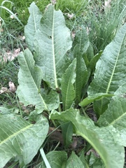Rumex patientia orientalis