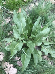 Rumex patientia orientalis