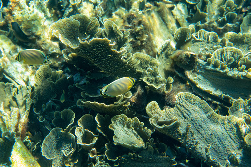 Chaetodon lunulatus