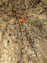 Adenophyllum aurantium