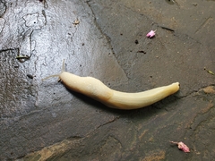 Urocyclidae