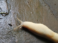 Urocyclidae