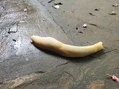 Urocyclidae