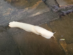Urocyclidae