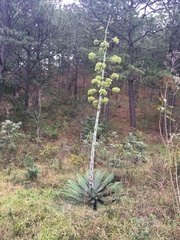 Agave hiemiflora