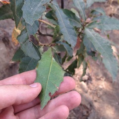 Quercus laurina