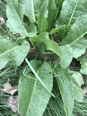 Rumex patientia orientalis