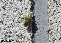 Acanthosoma spinicolle
